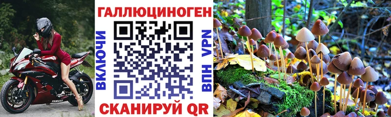 Купить где  Малмыж  Галлюциногенные грибы Psilocybine cubensis 